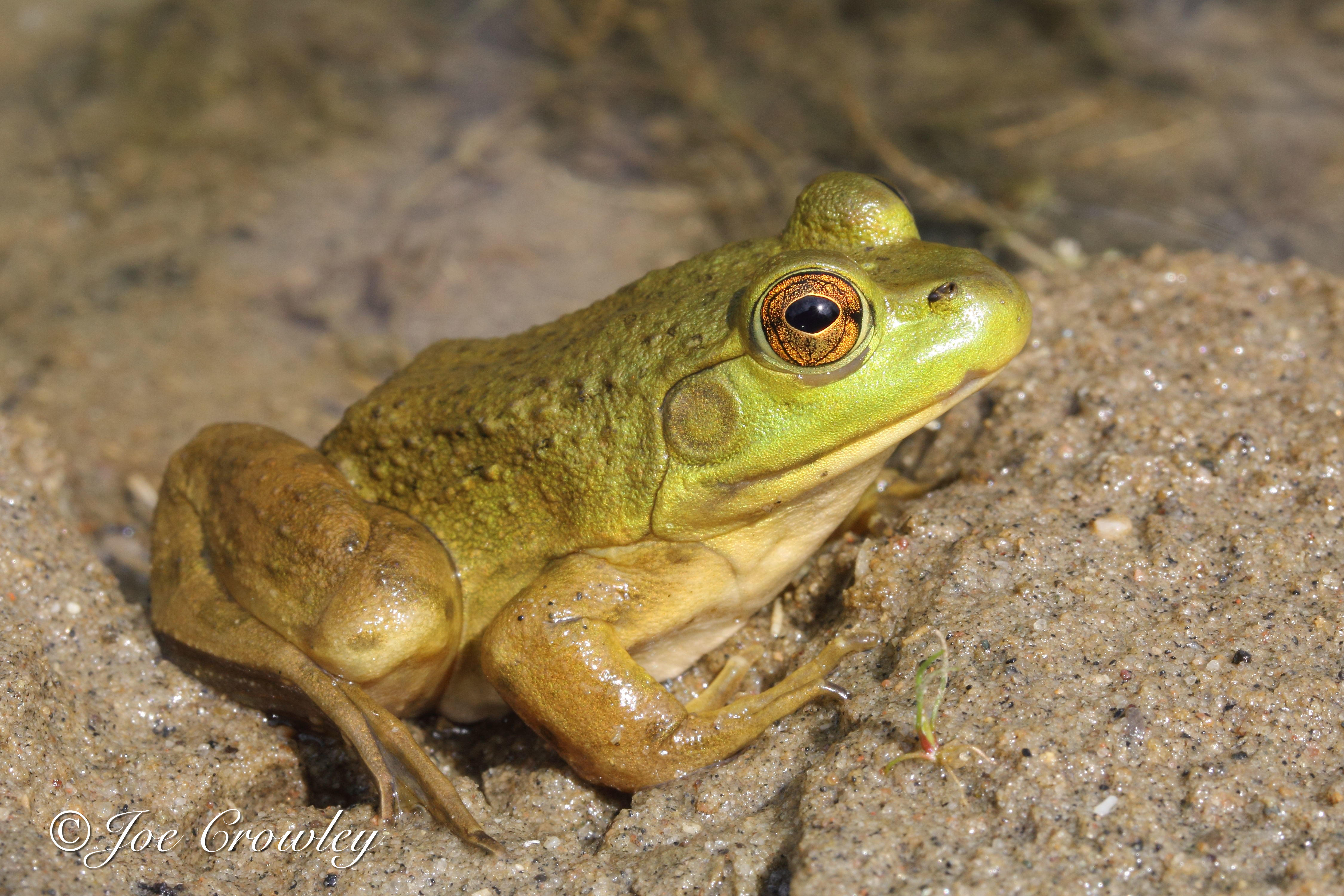 American bullfrogs are the largest frog species in North America.