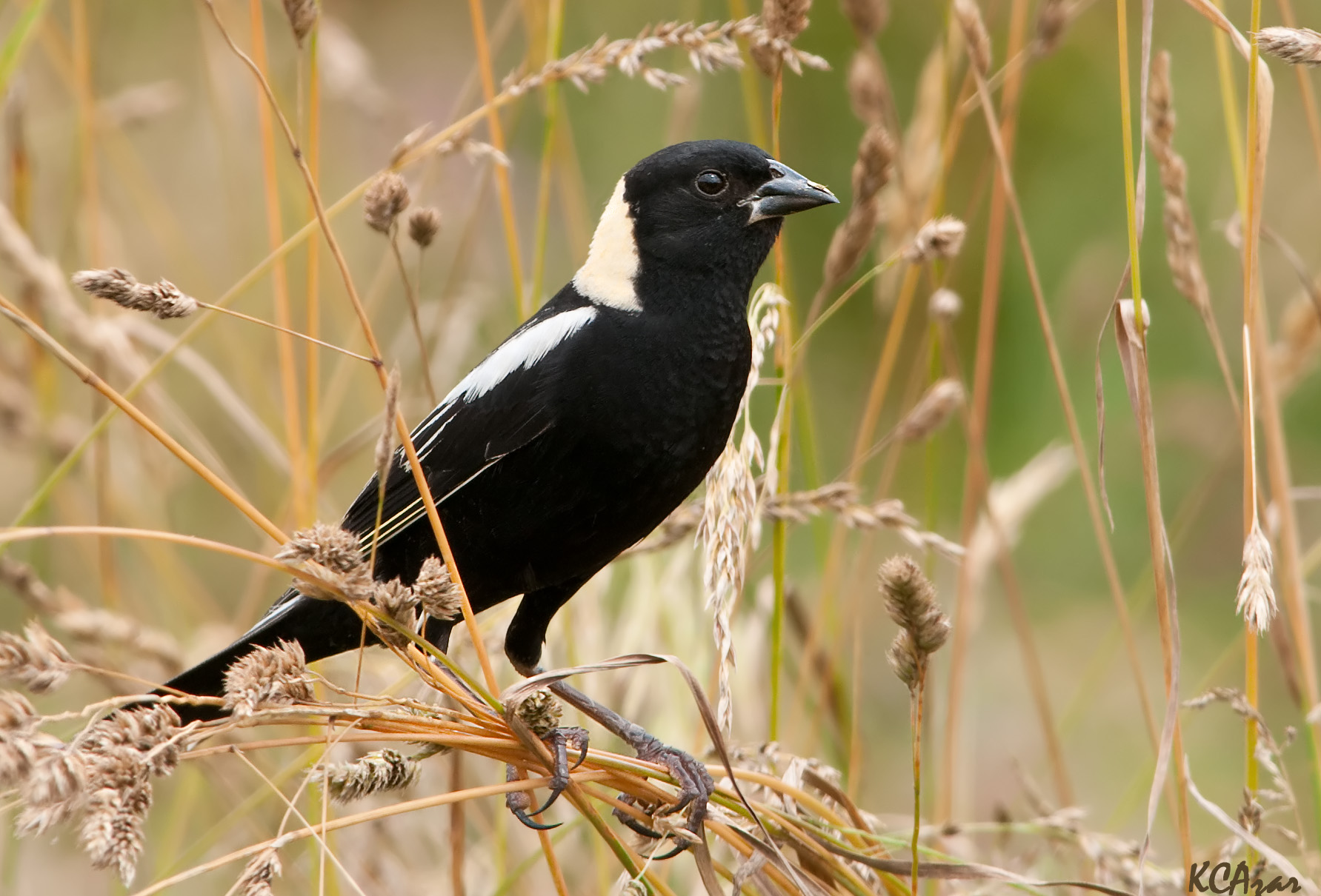 La ceinture de verdure protège également plus de 70 espèces en péril, depuis plus de 30 espèces d’oiseaux, comme le goglu des prés et la gélinotte huppée, jusqu’aux pollinisateurs, comme les abeilles et les papillons diurnes.