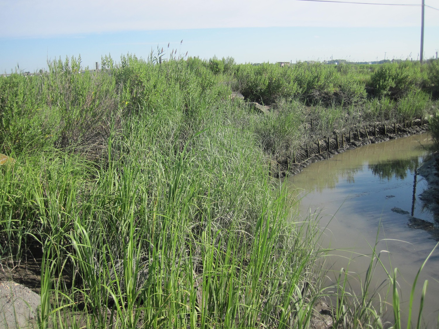 Living Shorelines