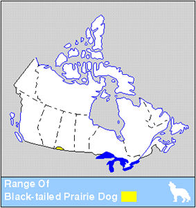 Prairie Dog Distribution