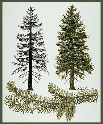 Douglas Fir