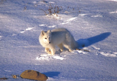 Animaux En Hiver L Encyclopedie Canadienne