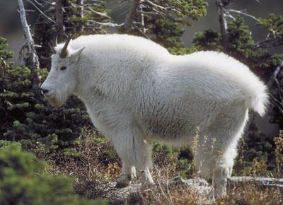 Chèvre de montagne