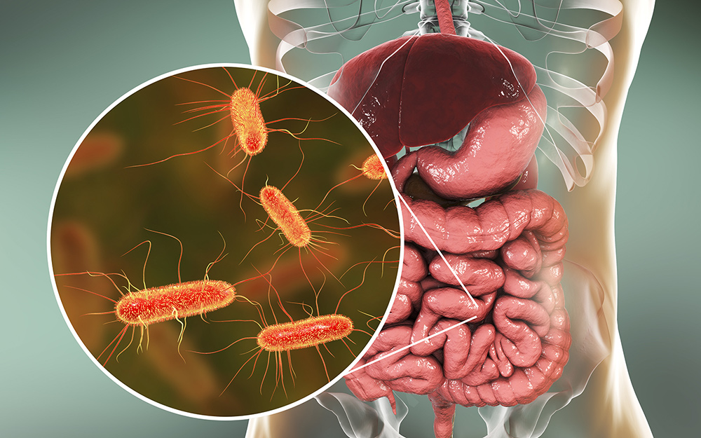 E Coli Infection In Canada The Canadian Encyclopedia