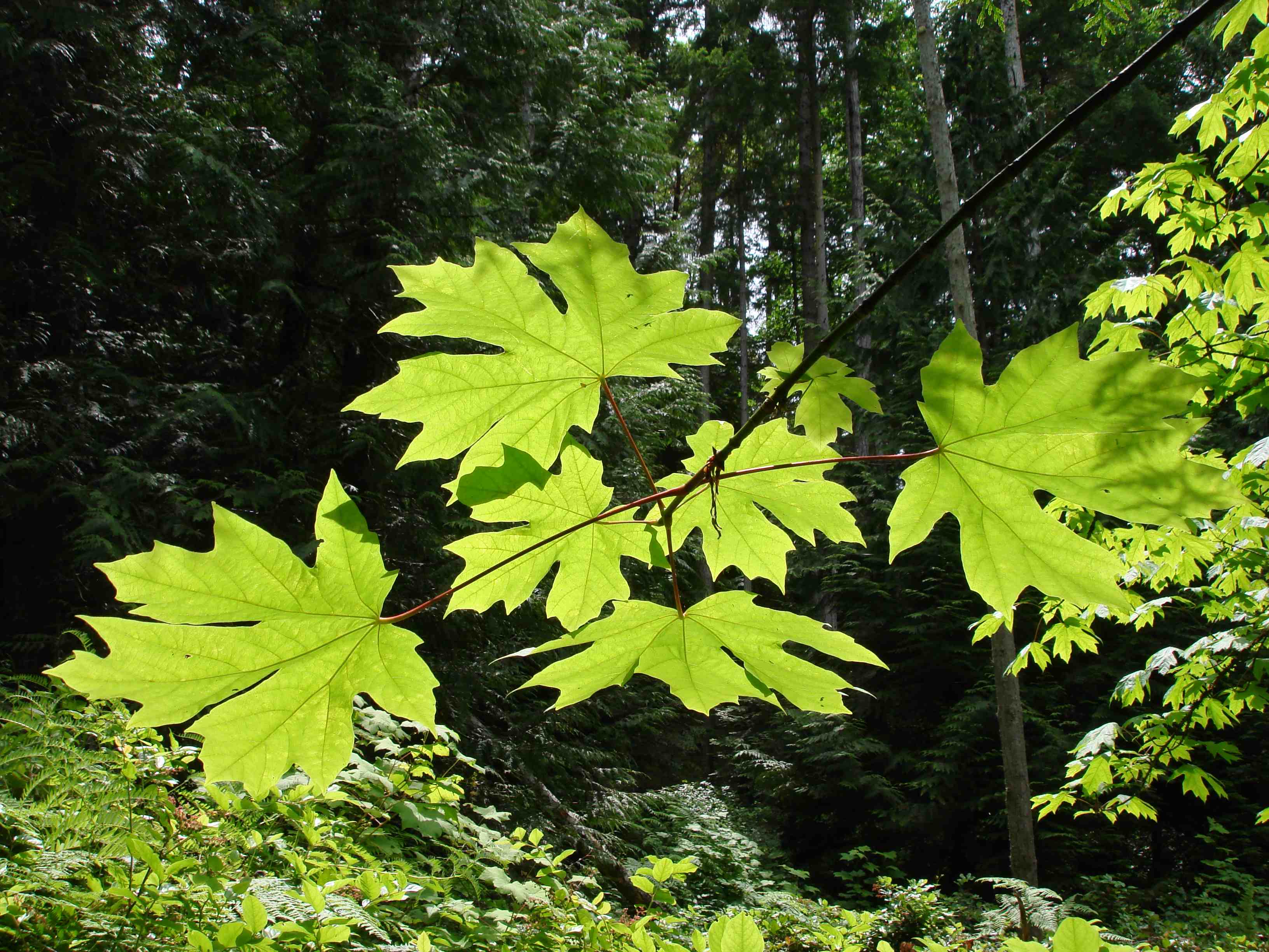 Feuilles de l’érable à grandes feuilles