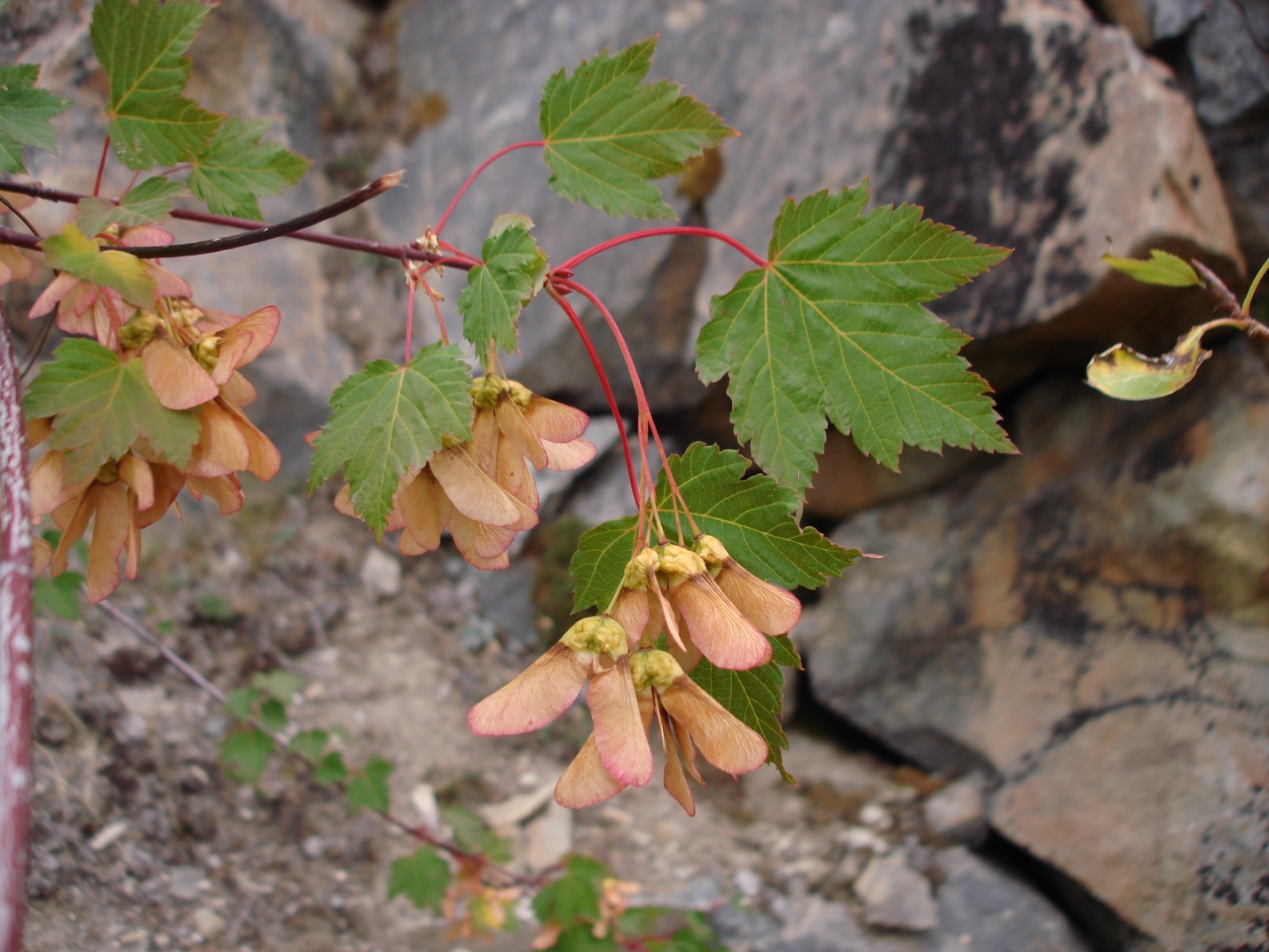 Érable de Douglas (Acer glabrum)