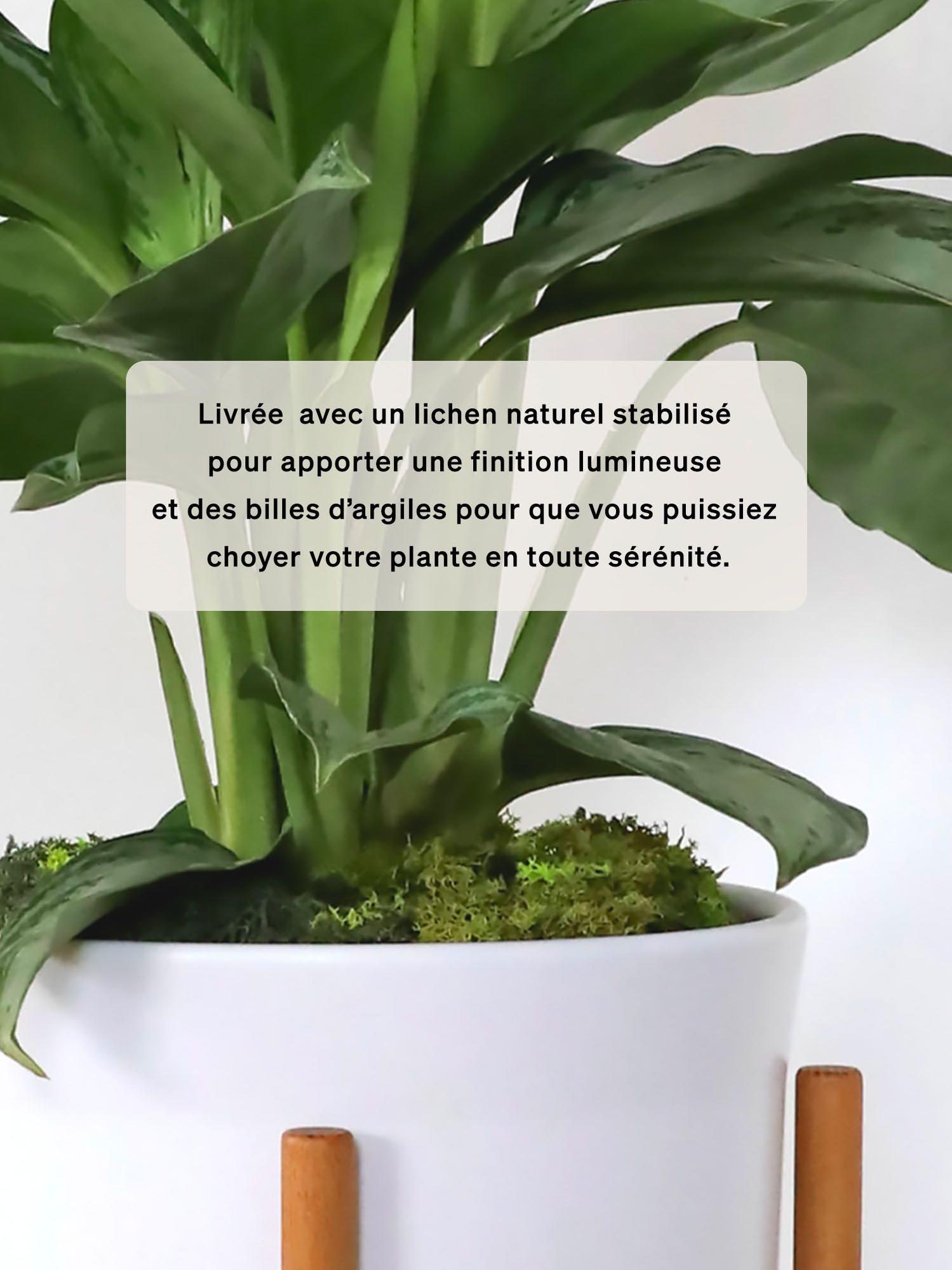 Marante Et Cache Pot Mid Century Small Potted Plant Shipped By Leon George