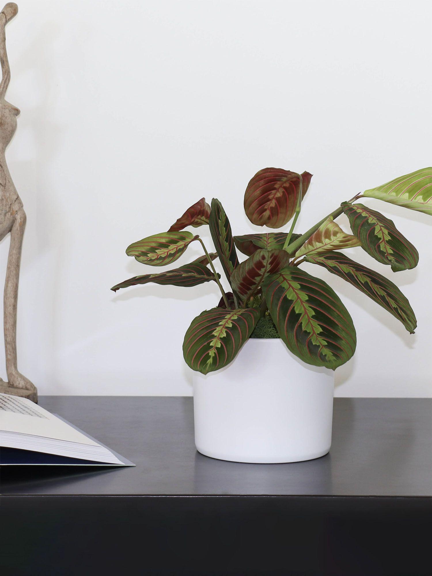 Marante Et Cache Pot Mid Century Small Potted Plant Shipped By Leon George