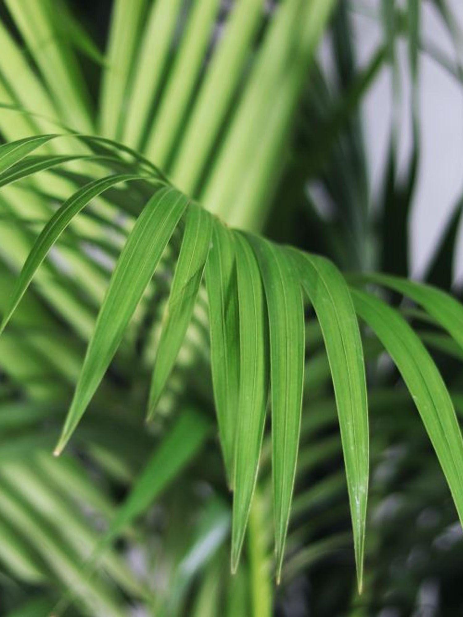 Palmier Kentia Et Cache Pot Sur Pied Mid Century Extra Large Potted Plant Shipped By Leon George