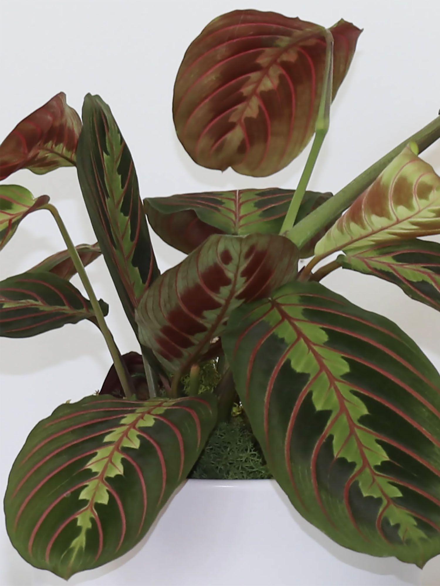 Marante Et Cache Pot Mid Century Small Potted Plant Shipped By Leon George