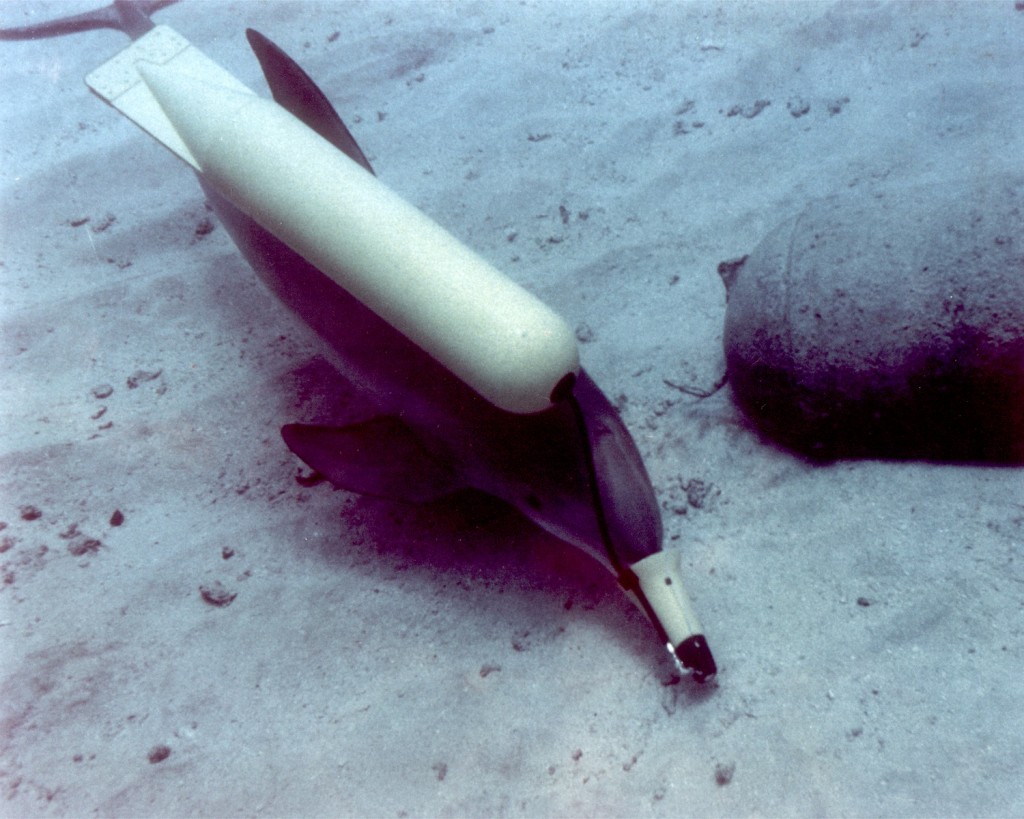 A U.S. Naval dolphin marks a practice mine tethered in the water column, for relocation and investigation by human divers at a NATO underwater research centre in the bay at La Spezia, Italy in 2009. Photo by United States Navy