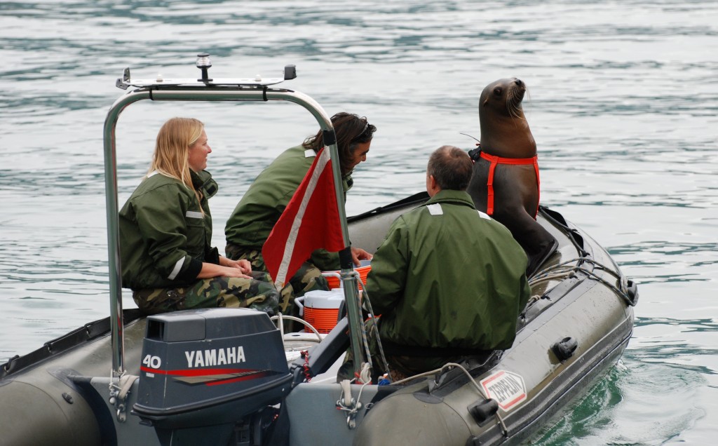 United States Navy marine mammal experts train a sea lion. Gliding through the water to locate mines, handcuff terrorists and take part in surveillance these amazing animals are the real Navy Seals. Photo by U.S. Navy