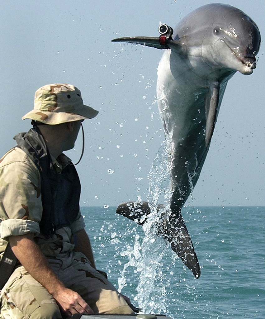 K-Dog, a Bottle Nose Dolphin leaps out of the water in front Sgt. Andrew Garrett while training near the USS Gunston Hall in the Arabian Gulf in 2003. These units were conducting deep/shallow water mine countermeasure operations to clear shipping lanes for humanitarian relief during Operation Iraqi Freedom. US Navy Photo