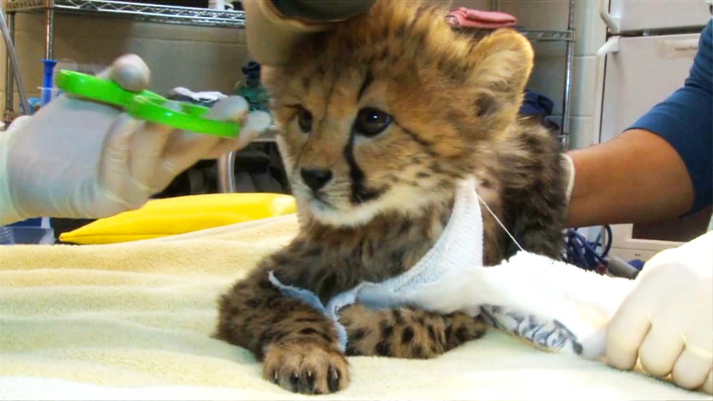 Cheetah cubs were critically injured when their mother became nervous. They went through three major surgeries, hundreds of stitches, and nearly died from the infected wounds. Now the keepers hope that another cheetah at the zoo will adopt them. 