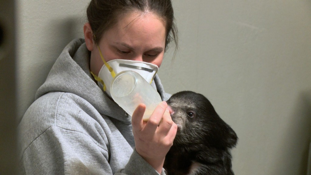This two-month-old sloth bear cub at the Smithsonian National Zoo is being raised by zookeepers after her mother ate her siblings.