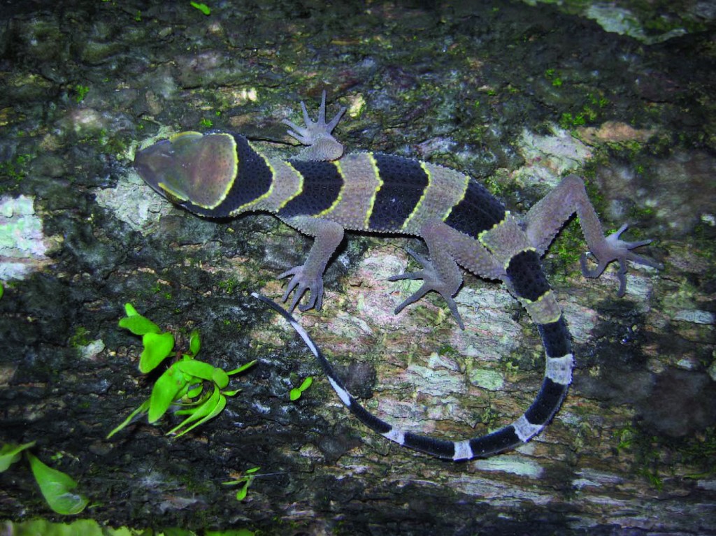 Cyrtodactylus phuketensis. Photo by Montri Sumontha