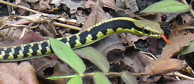 Dendrelaphis nigroserratus. Photo by Sjon Hauser