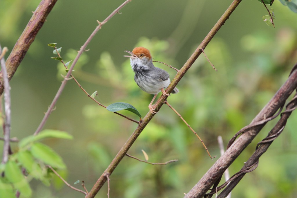The Cambodian Tailorbird (Orthotomus chaktomuk). Photo by James Eaton / Birdtour Asia