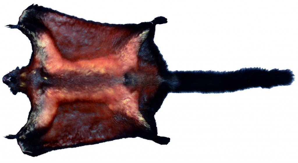 Biswamoyopterus laoensisl. Photo by Daosavanh Sanamxay