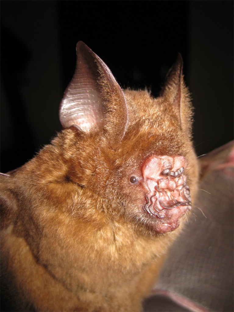 Hipposideros griffini. Photo by Vu Dinh Thong / Institute of Ecology and Biological Resources, Hanoi