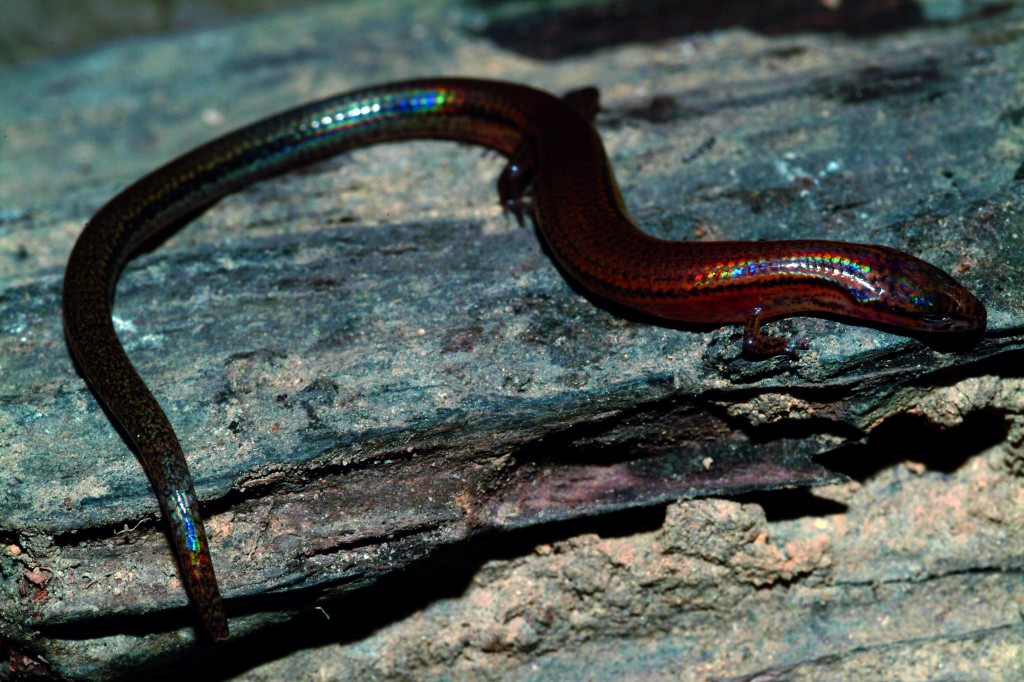 Lygosoma veunsaiensis. Photo by Gabor Csorba / Hungarian Natural History Museum