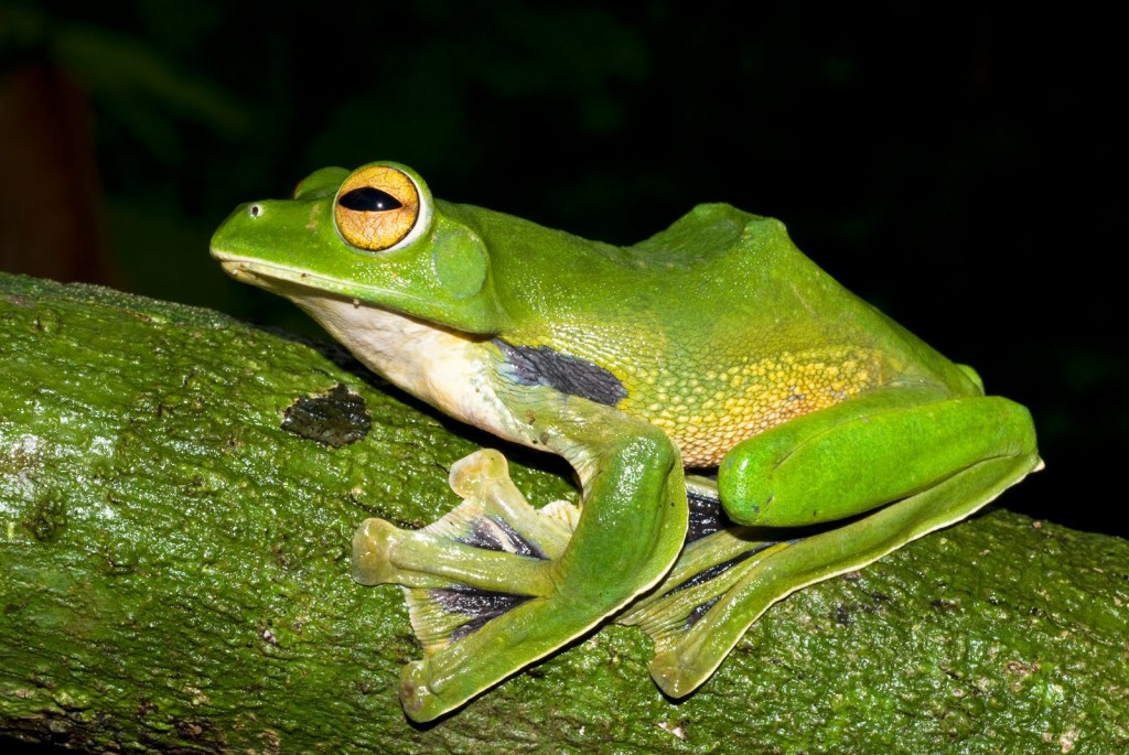 Rhacophorus helenae. Photo by Jodi J L Rowley / Australian Museum