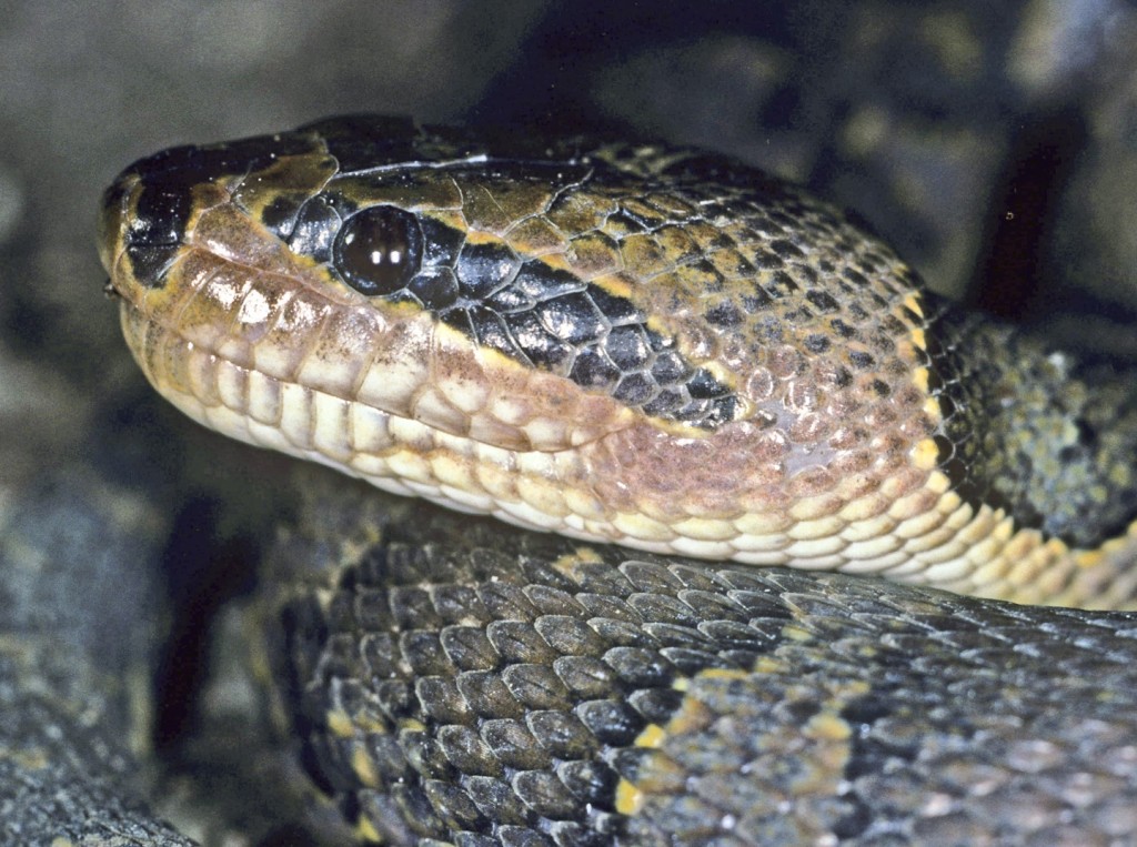 Homalopsis mereljcoxi. Photo by John C. Murphy
