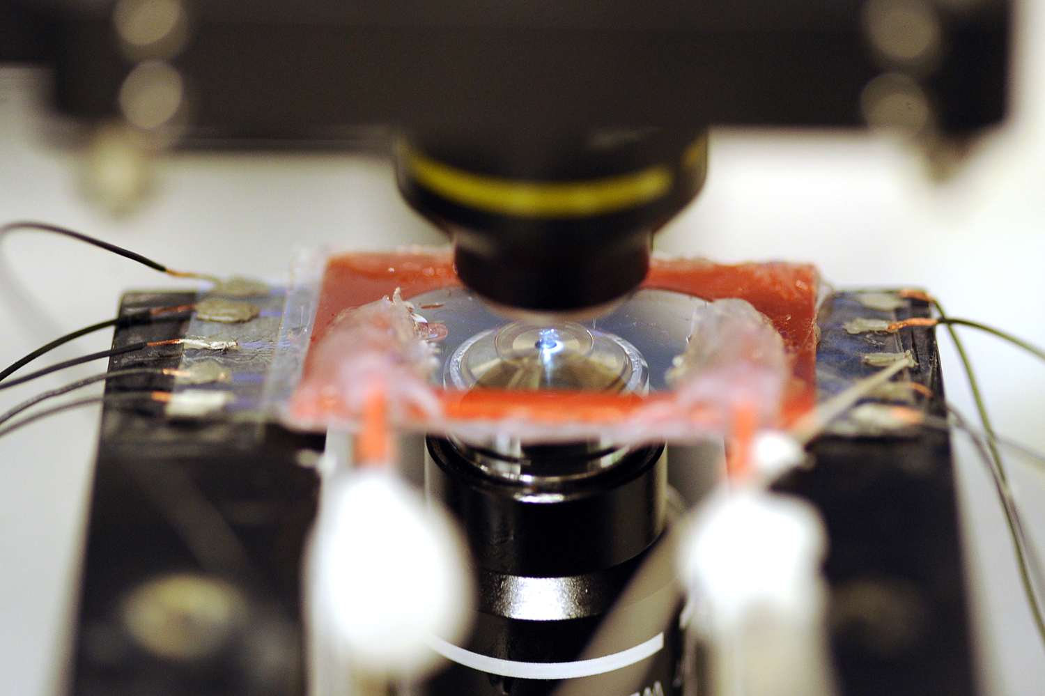 A slide containing bacteria cells sits under a microscope at the University of Southern California. Scientists at USC are doing basic research to determine how certain bacteria are able to transfer electrons great distances from themselves to other cells or inorganic minerals. Photograph by Kent Treptow for PBSNewsHour