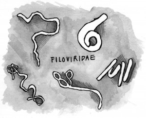 Illustrations by Ruth Tam