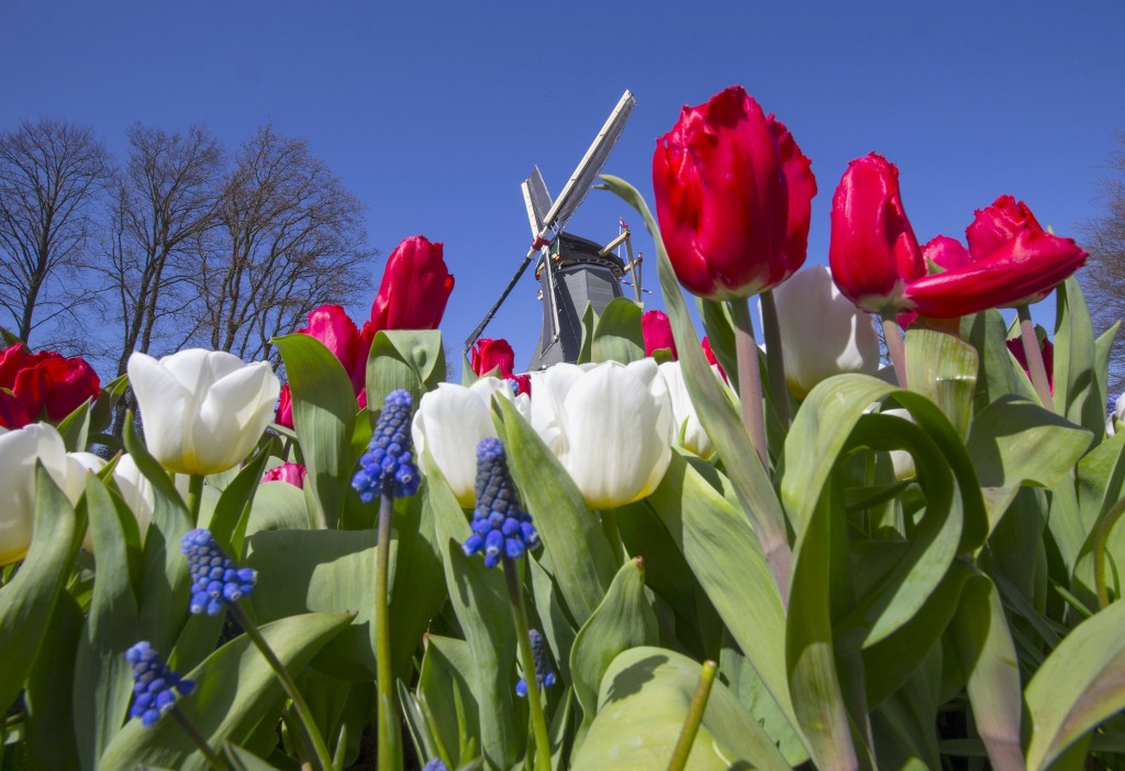 Tulips bloom alongside a windmill in the Garden of Europe in Lisse, the Netherlands. Photo: REUTERS/Yves Herman