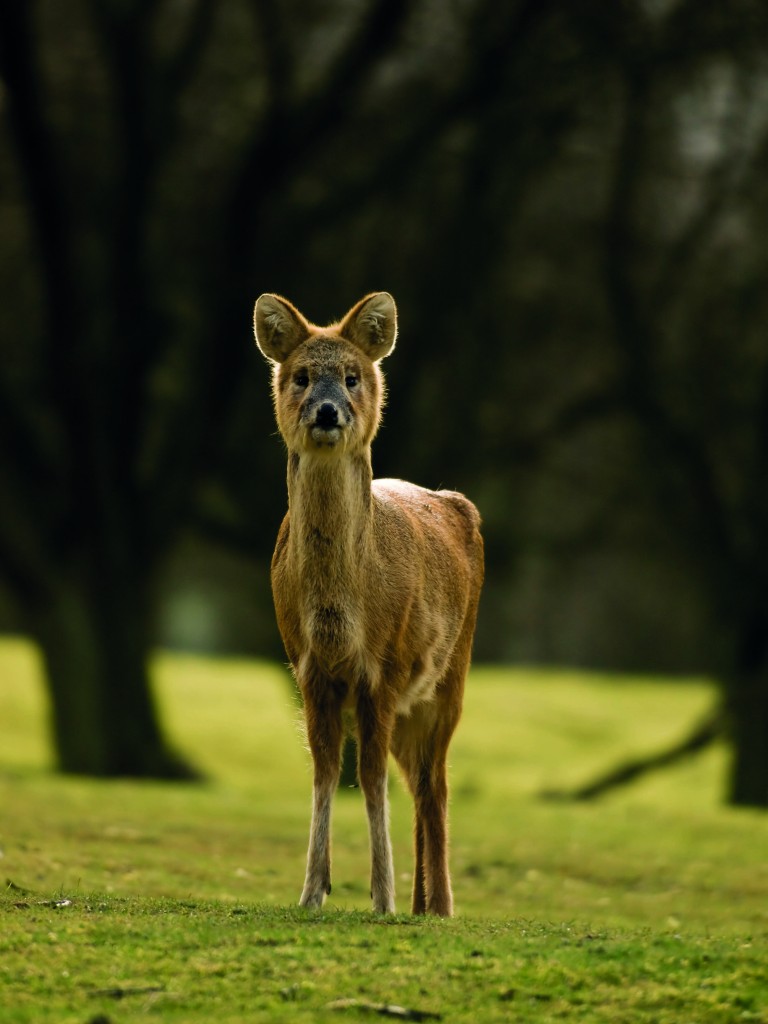 Chinese water deer at Whipsnade Zoo, Dunstable, copyright William Warby, Wikimedia Commons