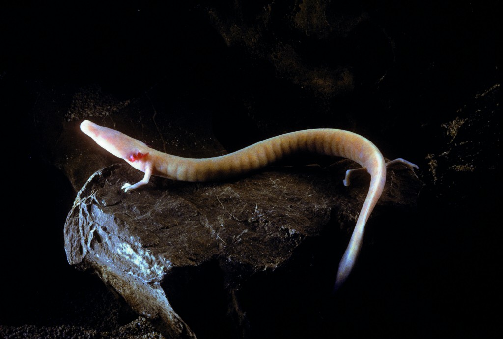 olm, copyright Wild Wonders of Europe/ Hodalic/naturepl.com