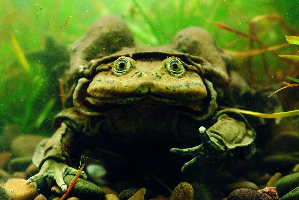 Titicaca water frog, copyright Pete Oxford/naturepl.com