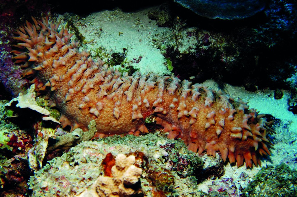 prickly redfish, copyright Fran.ois Michonneau, Wikimedia Commons