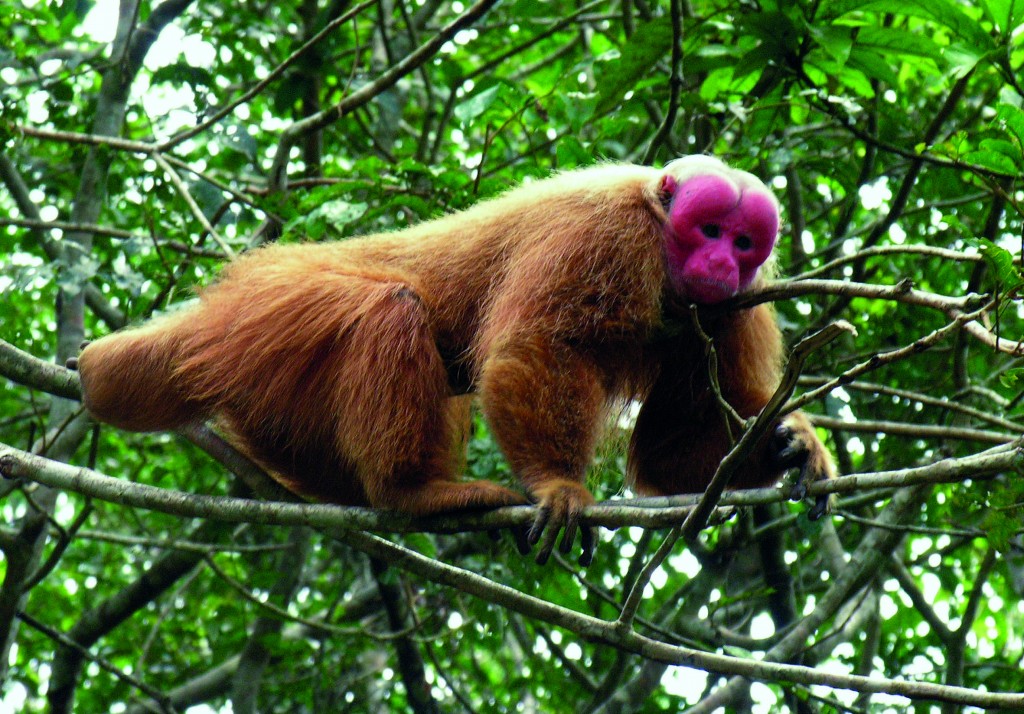 bald-headed uakari copyright Evgenia Kononova, Wikimedia Commons
