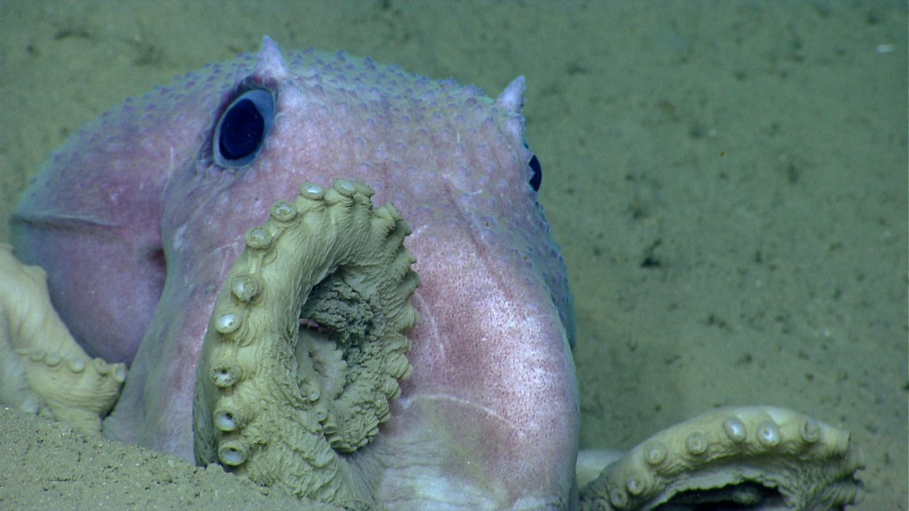 An octopus poses for the Okeanos' cameras near Shallop Canyon off the Northeast U.S. in 2013. Image courtesy of NOAA Okeanos Explorer Program, 2013 Northeast U.S. Canyons Expedition