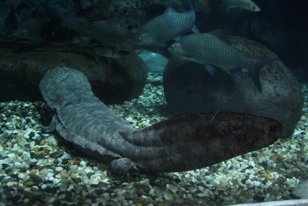Chinese giant salamander, Photo by By J. Patrick Fischer via Wikimedia Commons