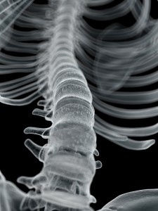 Illustration of a human spine. Image by Science Photo Library and Getty Images 