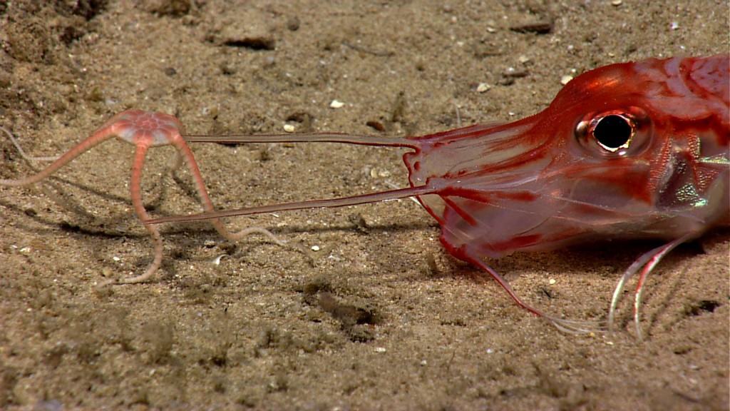 A brittle star climbs on top of an armored sea robin. The brittle star then proceeded to climb on top of the sea robin two more times. Image courtesy of NOAA Okeanos Explorer Program, Océano Profundo 2015: Exploring Puerto Rico’s Seamounts, Trenches, and Troughs