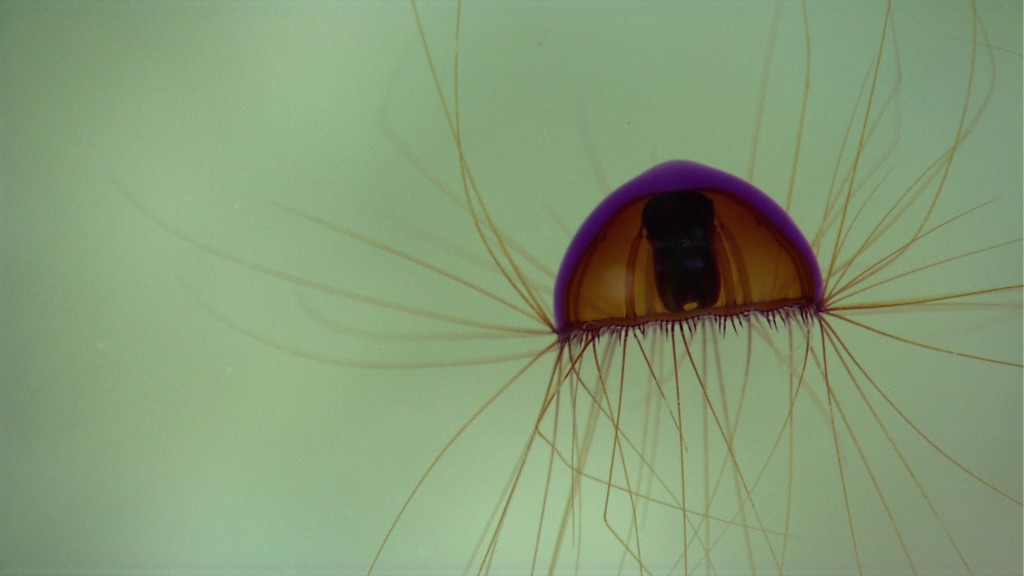 This jellyfish was spotted on April 16. Image courtesy of NOAA Okeanos Explorer Program, Gulf of Mexico 2014 Expedition