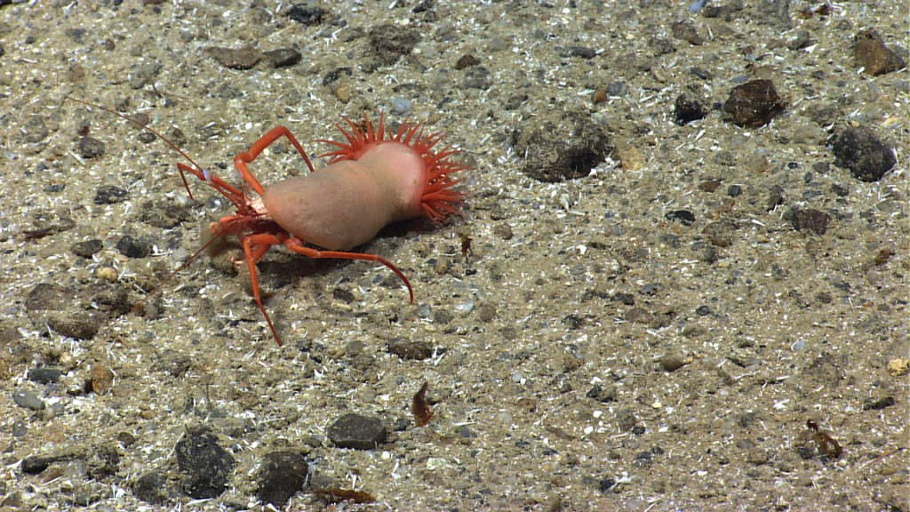 The Okeanos Explorer came across this hermit crab uses an anemone instead of a shell while exploring the Puerto Rico Trench. Image courtesy of NOAA Okeanos Explorer Program, Océano Profundo 2015: Exploring Puerto Rico’s Seamounts, Trenches, and Troughs