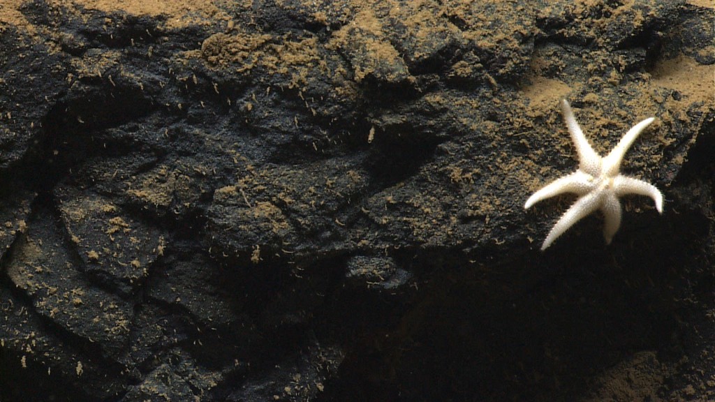 This sea star, Laetmaster spectabilis, has not been recorded since it was initially described 130 years ago. The Okeanos recently found this sea star during a recent dive in the Caribbean. Image courtesy of NOAA Okeanos Explorer Program, Océano Profundo 2015: Exploring Puerto Rico’s Seamounts, Trenches, and Troughs