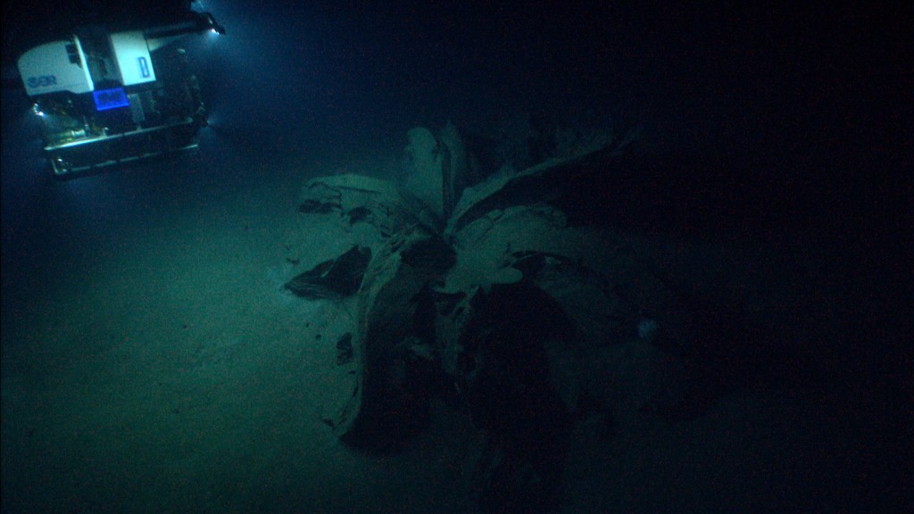 ROV Deep Discoverer approaches the first "tar lily" on a dive in April 2014 in the Gulf of Mexico. The anemones living on and around the asphalt volcanoes indicated that the structures were anywhere from tens to hundreds of years old. Image courtesy of NOAA Okeanos Explorer Program, Gulf of Mexico 2014 Expedition