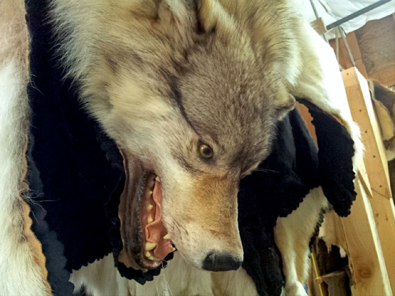 A wolf pelt used by scientists at the U.S. Fish & Wildlife Service Forensics Lab for identification. Photo by Jes Burns, OPB/EarthFix
