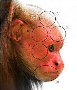 Facial regions studied in the bald uakari monkey and other Peruvian neotropical primates: (a) frontal (forehead) region, (b) parietal region, (c) temporal region, (d) zygomatic (cheek) region and (e) mandible (mouth) region. Skin samples were dissected from monkeys that either died of natural causes or were collected by subsistence hunters. Courtesy of Mayor P et al., R. Soc. open sci., 2015.