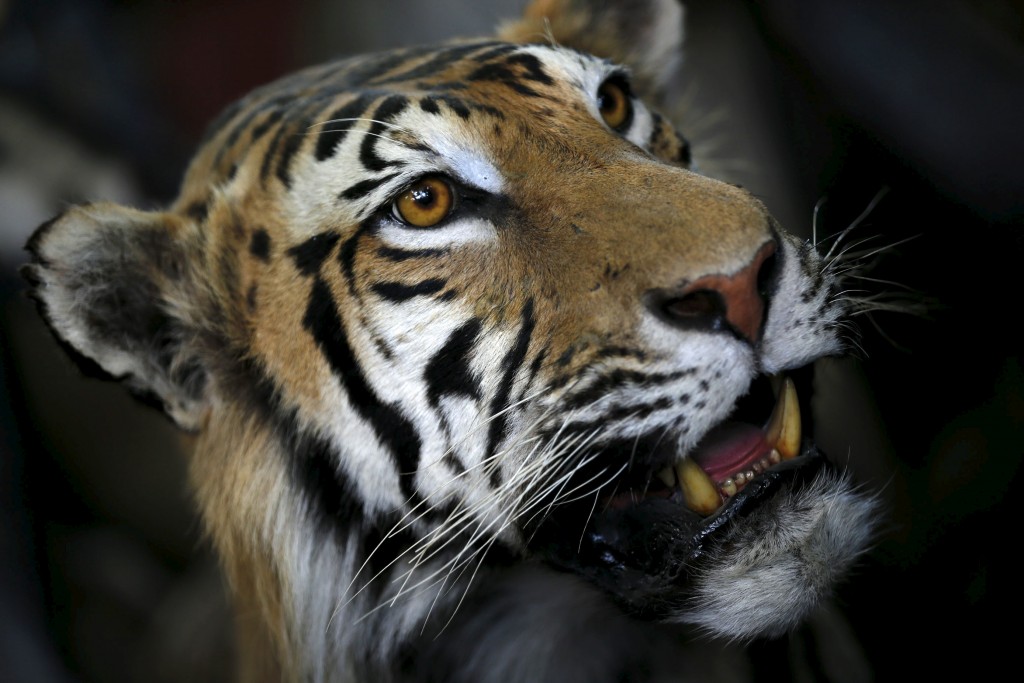 A trophy of a wild animal is seen at the taxidermy studio in Pretoria, February 12, 2015. Africa's big game hunting industry helps protect endangered species, according to its advocates. Opponents say it threatens wildlife. Now a mooted change in regulations in the United States could affect the number of foreigners who come to Africa to hunt big game, damaging the industry and possibly hurting wildlife. Picture taken February 12, 2015. REUTERS/Siphiwe Sibeko - RTX1G444
