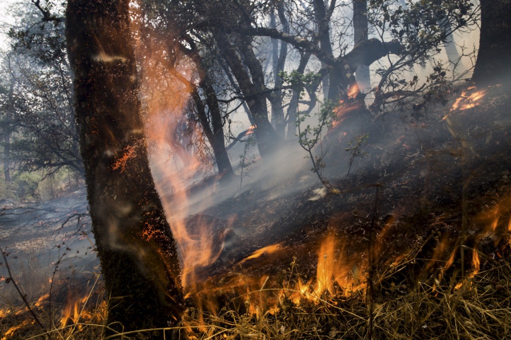An oak tree ignites at the Rocky Fire in Lake County, California July 30, 2015. Photo by Max Whittaker/Reuters