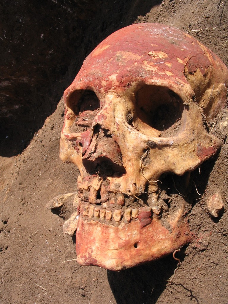 The photo shows a Bronze Age human skull from the Yamnaya culture painted with red ochre. Yamnaya later developed into the Afanasievo culture of Central Asia, one of the cultures that carried the early strains of Yersinia pestis a.k.a. the plague. Photo by Rasmussen et al., Cell, 2015.