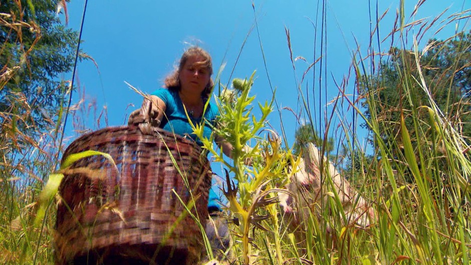 Jennie Cramer cuts bull thistle, a thorny plant, near Corvallis, Oregon. Photo by Nick Fisher/OPB