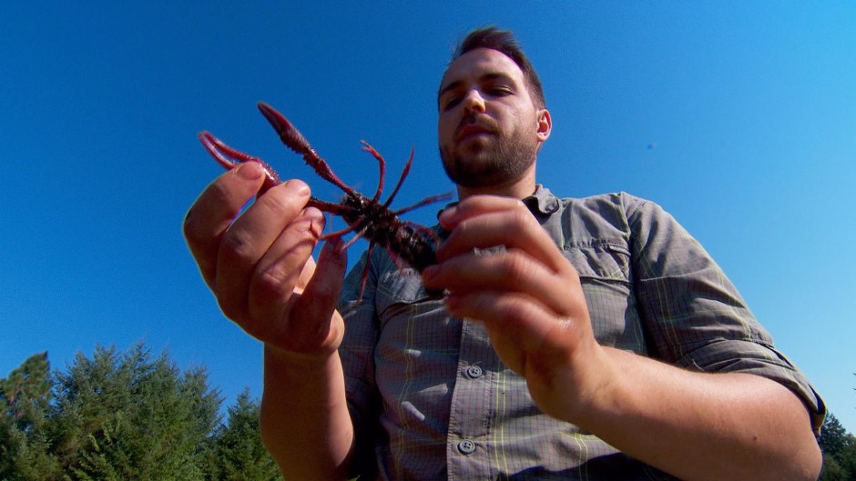 Ben Axt, an ecologist with the Institute for Applied Ecology, traps invasive crayfish in a pond near Corvallis, Oregon. He steams them and adds the tail meat to a cream cheese dip. Photo by Nick Fisher/OPB